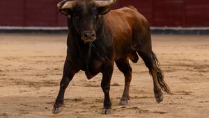 Stierkampf in Spanien