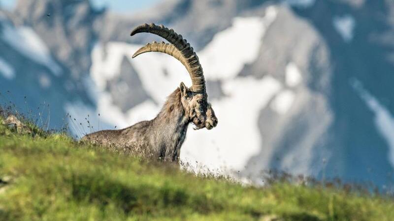 Wilder Steinbock