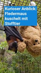 Fledermaus kuschelt mit einem Stofftier