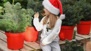 Weihnachtsbäume im Topf