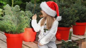 Weihnachtsbäume im Topf