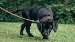 Labrador Leo mit Xylit-Giftköder vergiftet.