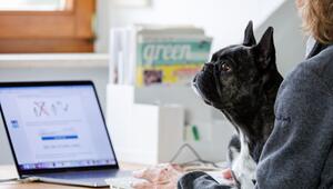 Eine Frau arbeitet mit einem Hund auf dem Schoß am Laptop