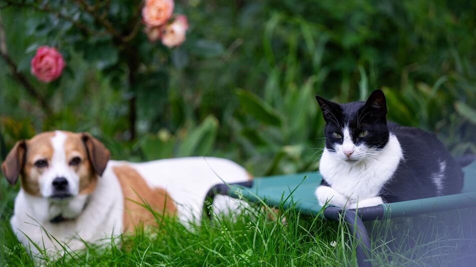 Hund und Katze