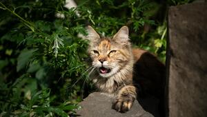 Katze