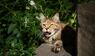 Katze