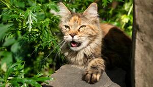 Katze