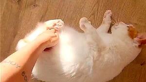 Total verdreht: Kreisel-Kater „Dudley” ist süchtig nach Pirouetten