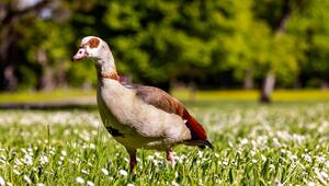 Eine Nilgans steht auf einer Wiese mit Gänseblümchen.