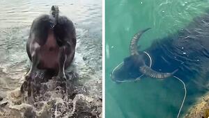 Tierischer Tauchkünstler: Wasserbüffel verschwindet in der Tiefe