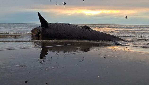 Dutzende toter Jungwale in Patagonien an Land gespült