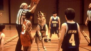 Golden Retriever Buddy