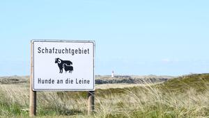 Peta kritisiert Abschuss-Erlaubnis für Goldschakal auf Sylt