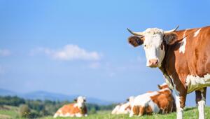 Rinder, Tierschutz, Hitze, Klimawandel