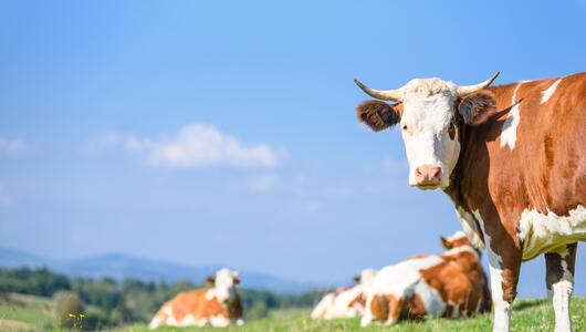 Rinder, Tierschutz, Hitze, Klimawandel