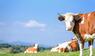 Rinder, Tierschutz, Hitze, Klimawandel