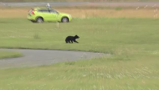 Bär stoppt Flugverkehr