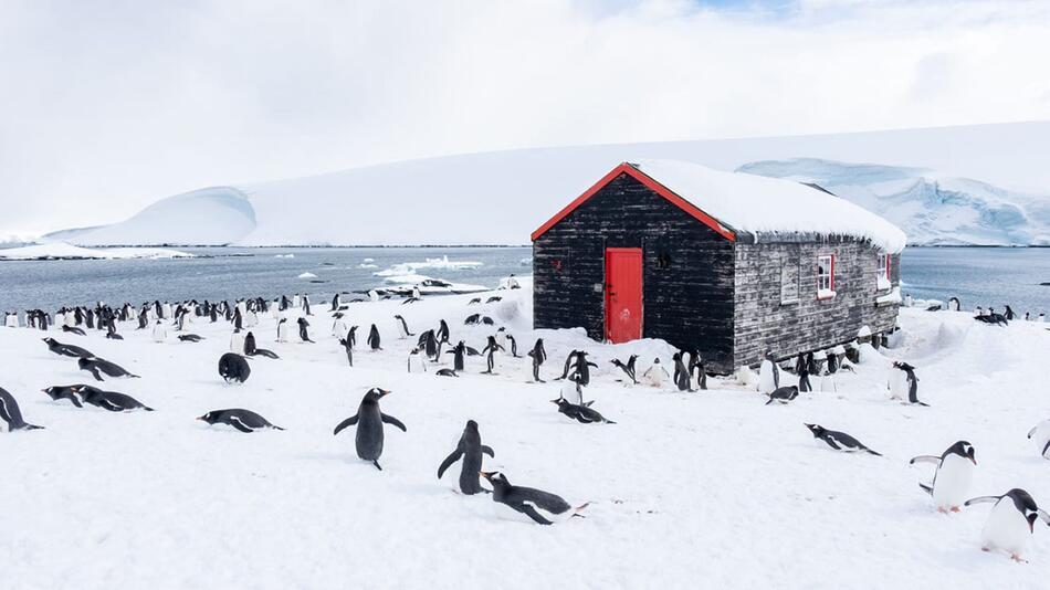 Pinguine zählen in der Antarktis