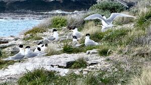 Eilseeschwalben -Vogelgrippe in Australien