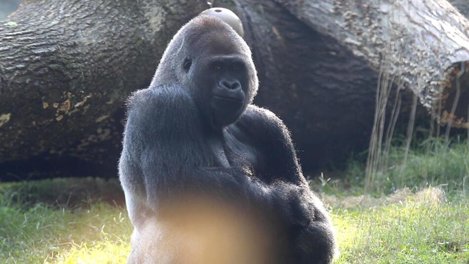 Gorilla, Zoo, Atlanta, USA