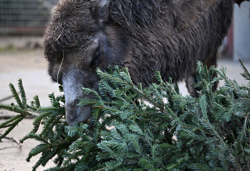 Weihnachtsbäume im Frankfurter Zoo