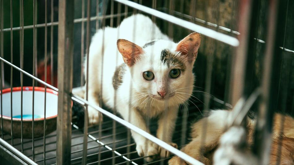 Tollwut wegen Katzen- und Hundefleisch in Vietnam?