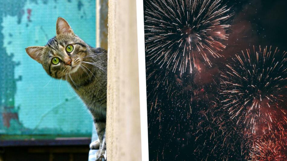 Silvesterfeuerwerk: Für Katze, Hund und Co. bedeutet es Stress