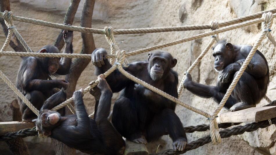 Schimpansen im Zoo von Osnabrück