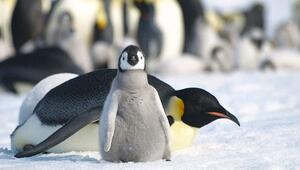 Überwachung aus dem All: Forscher können Kaiserpinguine jetzt ganzjährig verfolgen