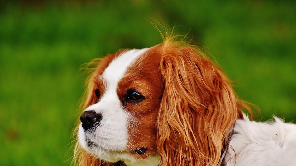 Keine Zucht des Spaniels mehr in Norwegen.