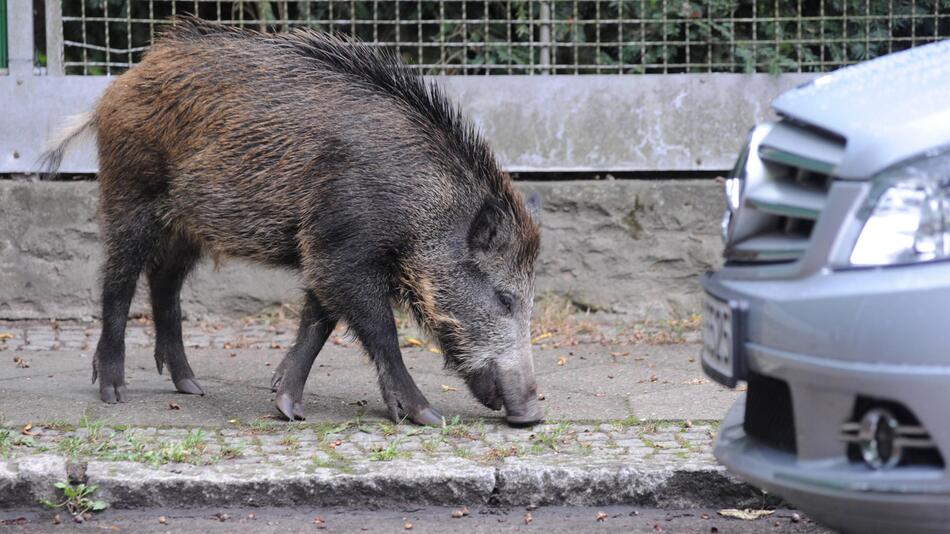 Wildschwein in der Stadt