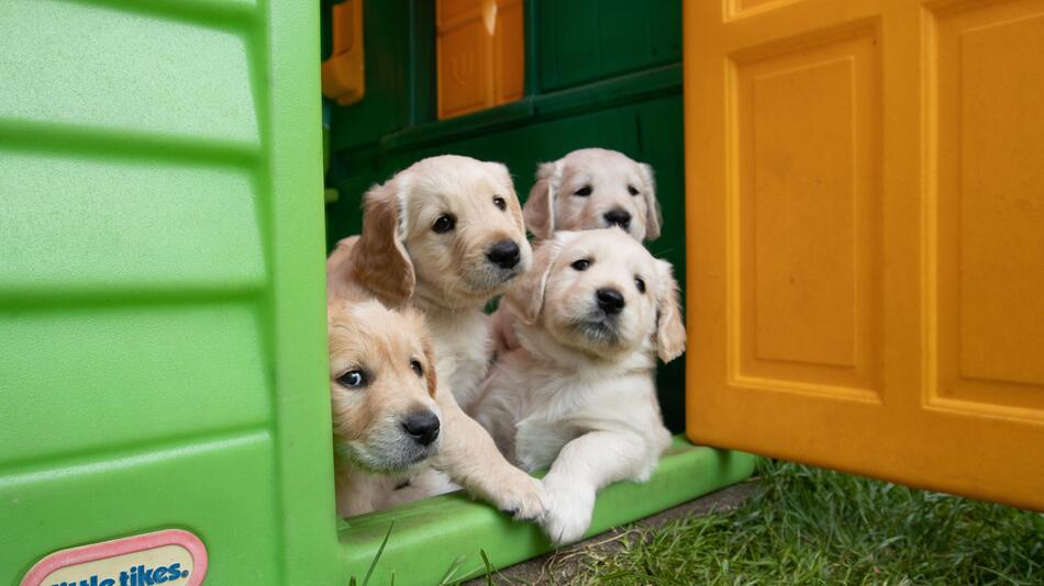 Hunde-Familie wurde letzter Sekunde gerettet.