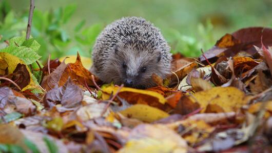 Tierheime verhängen Aufnahmestopp für Igel