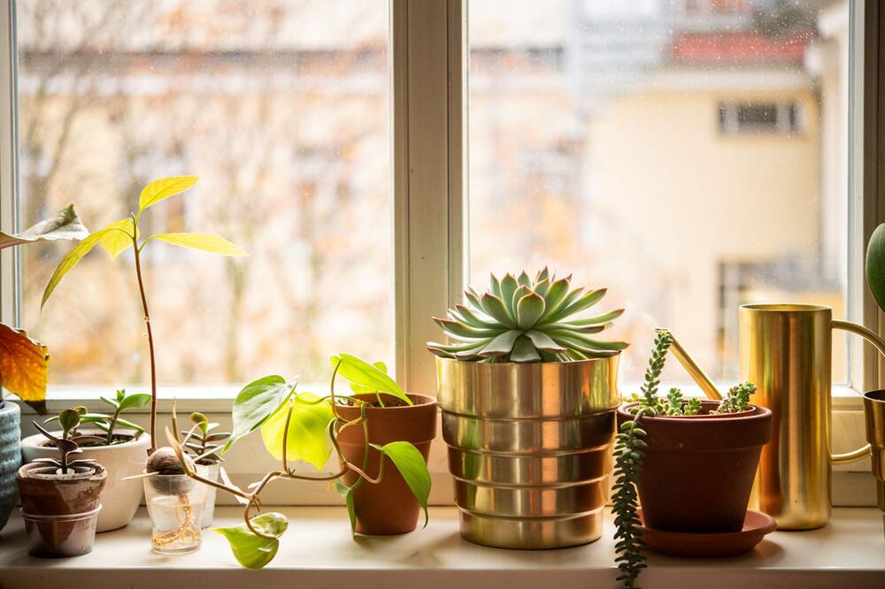 Pflanzen stehen auf einer Fensterbank