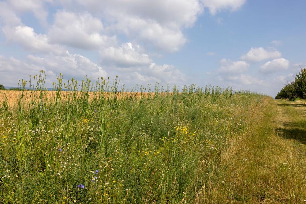 Feldhasen-Bestand 2024