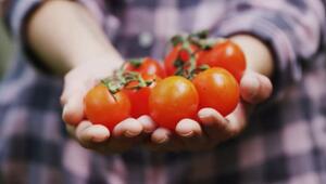 Tomaten anpflanzen
