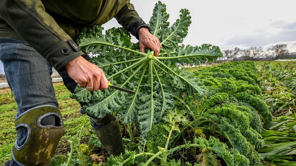 Niedersachsen fördert Öko-Landwirtschaft in der Ukraine