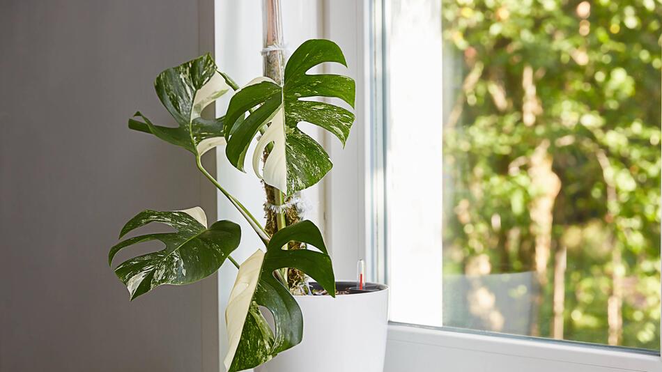 philodendron gloriosum large Philodendron Gloriosum for Sale | Rare Velvet Leaf Aroid main image 1