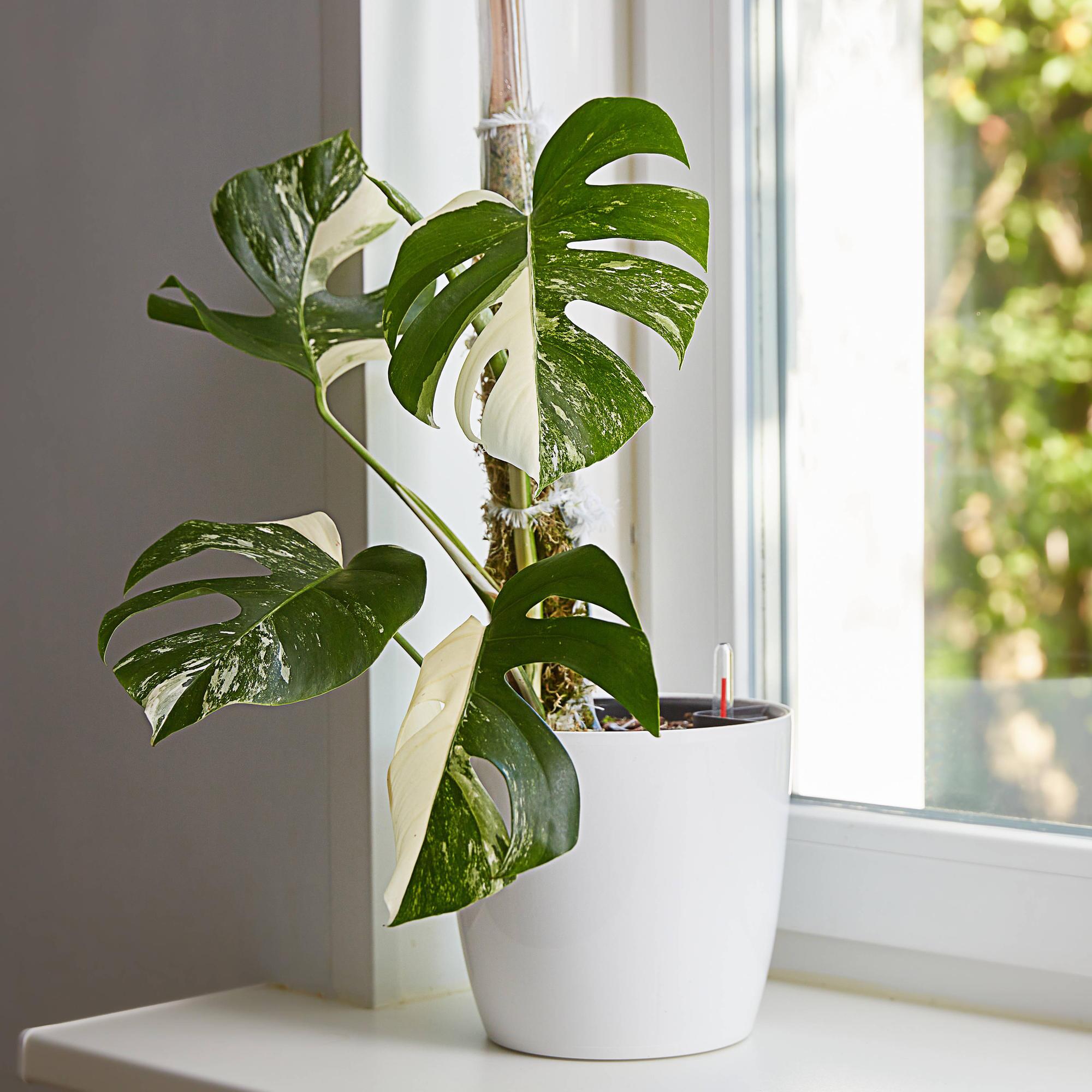 thai monstera kaufen Monstera deliciosa 'Thai Constellation' – The Plant Lady SF main image 1
