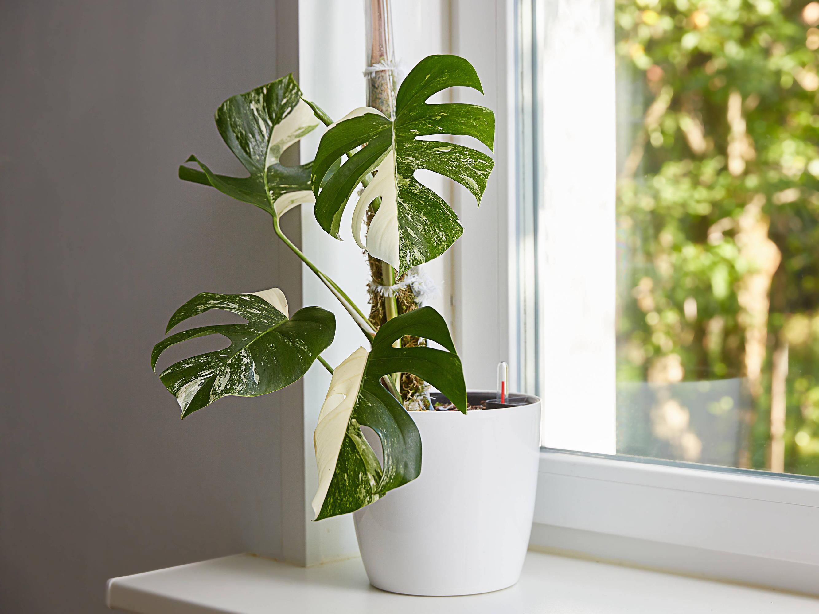 Gelbe Bltter an Monstera  so wird das Problem behoben | WEB.DE