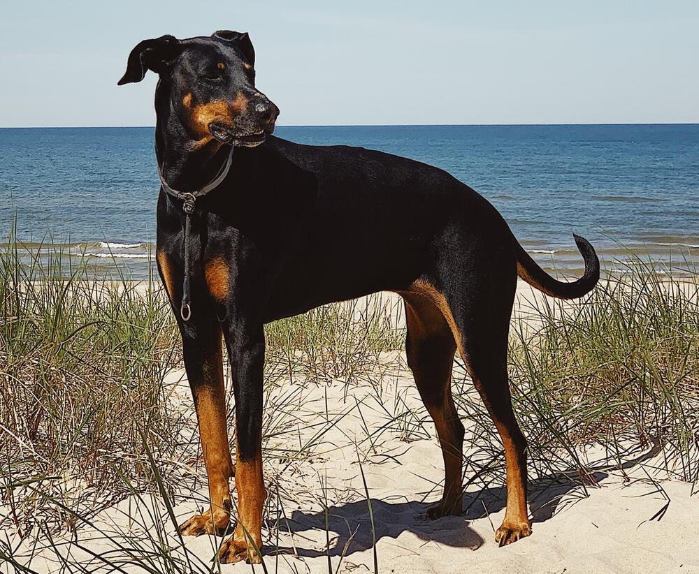 Dobermänner sind perfekte Bewacher.