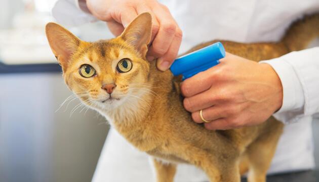 Eine Katze wird vom Tierarzt gechippt