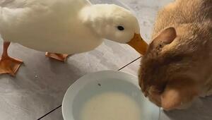 Milchpause gestört: Freche Ente nervt Katze immer wieder