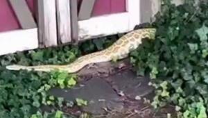 Dickes Ding: Familie findet 2,4-Meter-Python unter Gartenhaus in New Jersey