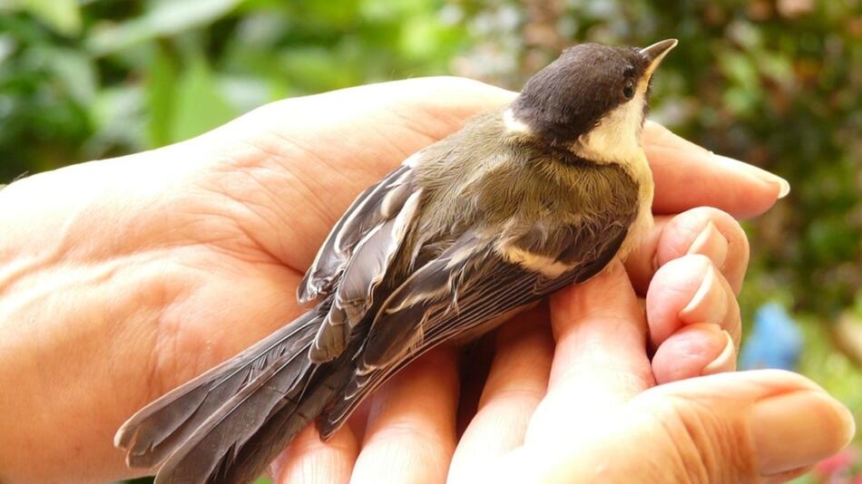 verletzten Vogel gefunden