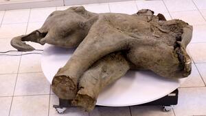 Gut erhaltenes Mammut-Baby in Russland entdeckt