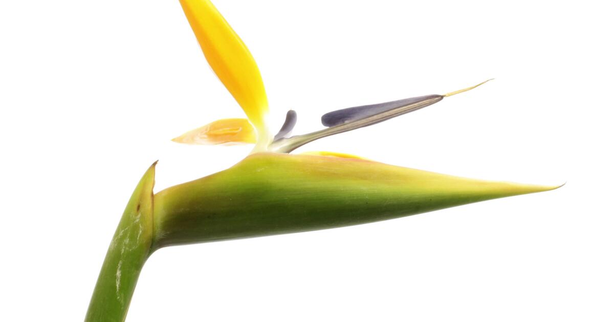 aloe vera anal Anal Soothing Oil main image 1