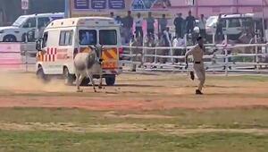 Beine in die Hand genommen: Wütender Stier jagt Polizisten über Feld