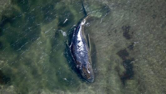 Wal liegt in einer freigespülten Kuhle vor der Insel Poel