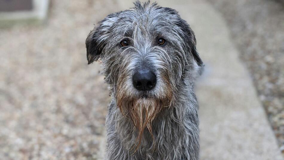 Mann setzt Hund aus und wandert nach Thailand aus.